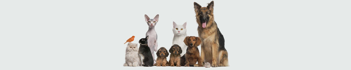 BENU Royal Canin