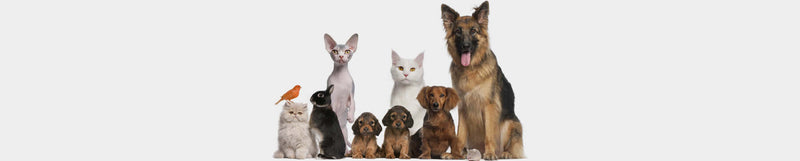 Andere dieren geneesmiddelen