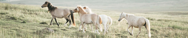 Paarden en Rund BENU